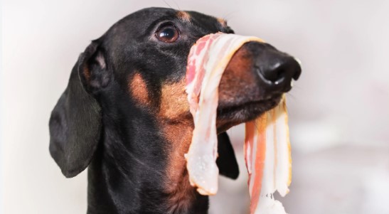Can Dogs Have Bacon