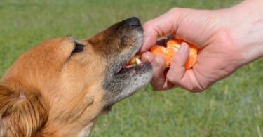 Can Dogs Have Clementines