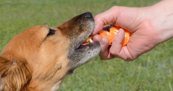 Can Dogs Have Clementines