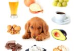 What Food Can Kill Dogs Instantly